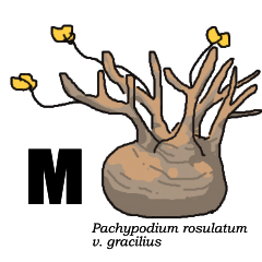 pachypodium especially gracilius sticker
