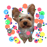 Lovely Yorkshire terrier