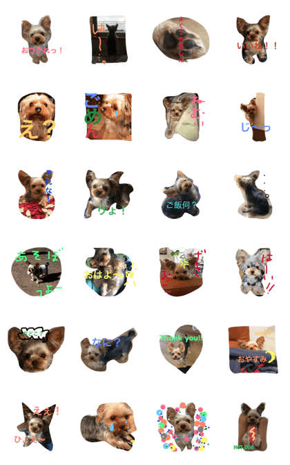 Lovely Yorkshire terrier