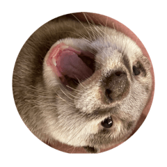 otters sticker 1