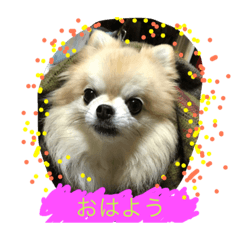 dog Rara chan