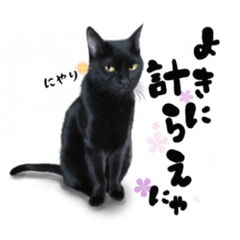 Black cat!  hanson_20210920080637