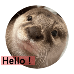 otters sticker 3
