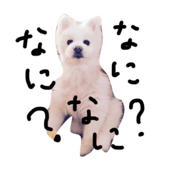 pomepon