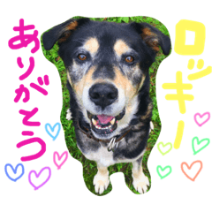 Rokky
