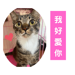 飯糰是隻貓－日常實用