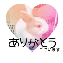 rabbitSORA