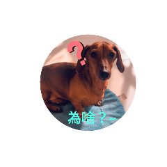 實用的狗狗貼圖