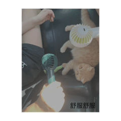 呆寶成長日記❤️