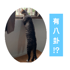 飯糰是隻貓－日常篇