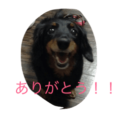 ミニチュアダックスフンドの可愛いスタンプ Line スタンプ Line Store ミニチュアダックスフンドの可愛いスタンプ Line スタンプ Line Store