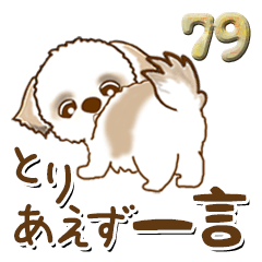 Shih Tzu 79 (For the time being)