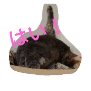Cat  Tomo