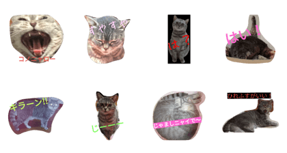 Cat  Tomo