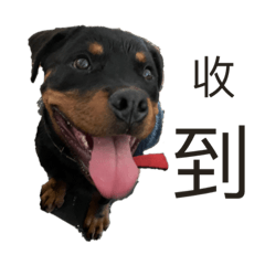 羅威納犬