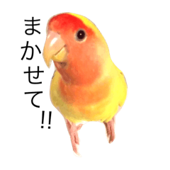 Rosy-faced lovebird "kiro-chan"