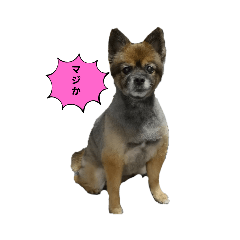 Cherry_20210916093705