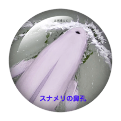 Ocean creature Japan_20210921212443
