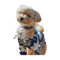 Hoppy_20210915221220 – LINE stickers | LINE STORE