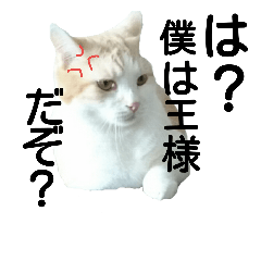 my little cats