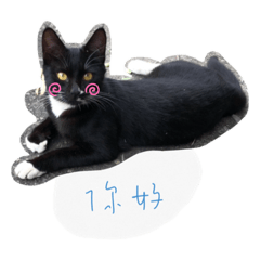 阿喵喵meow的日常