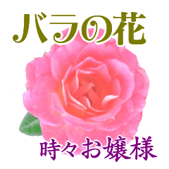 Rose flowers & Polite languages.
