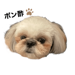 ponzu_20210916141924