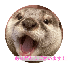otters sticker.