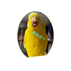 I have a budgerigar_20210913224945