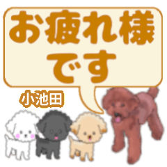Koikeda's. letters toy poodle