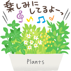 観葉植物