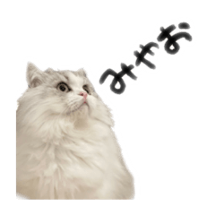 たんぽぽな日々