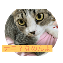 chie-kon