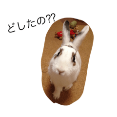 Bibi-chan rabbit