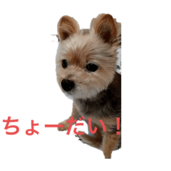 chie_20090919