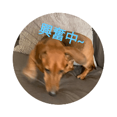 旺狗