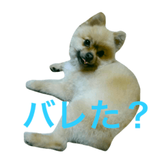 まるさんかくしーかく