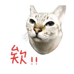 陳家毛小孩合集一