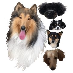rough collie and friends