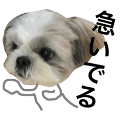 shih tzu -non