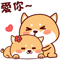 The daily life of a cute Shiba Inu 2