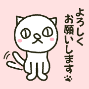cat shiro-san 2
