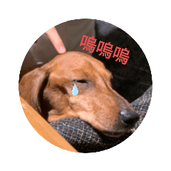 喵龜兔狗