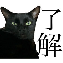 Black cat "Buriko" understanding sticker