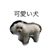 kawaii inu