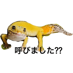 ヒョウモントカゲモドキ Line スタンプ Line Store