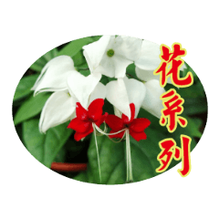 華華的花系列問候語