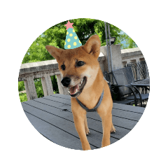 shiba Kimi1