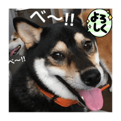 kinako_20210924111236