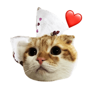 Cute Cat  Kinako